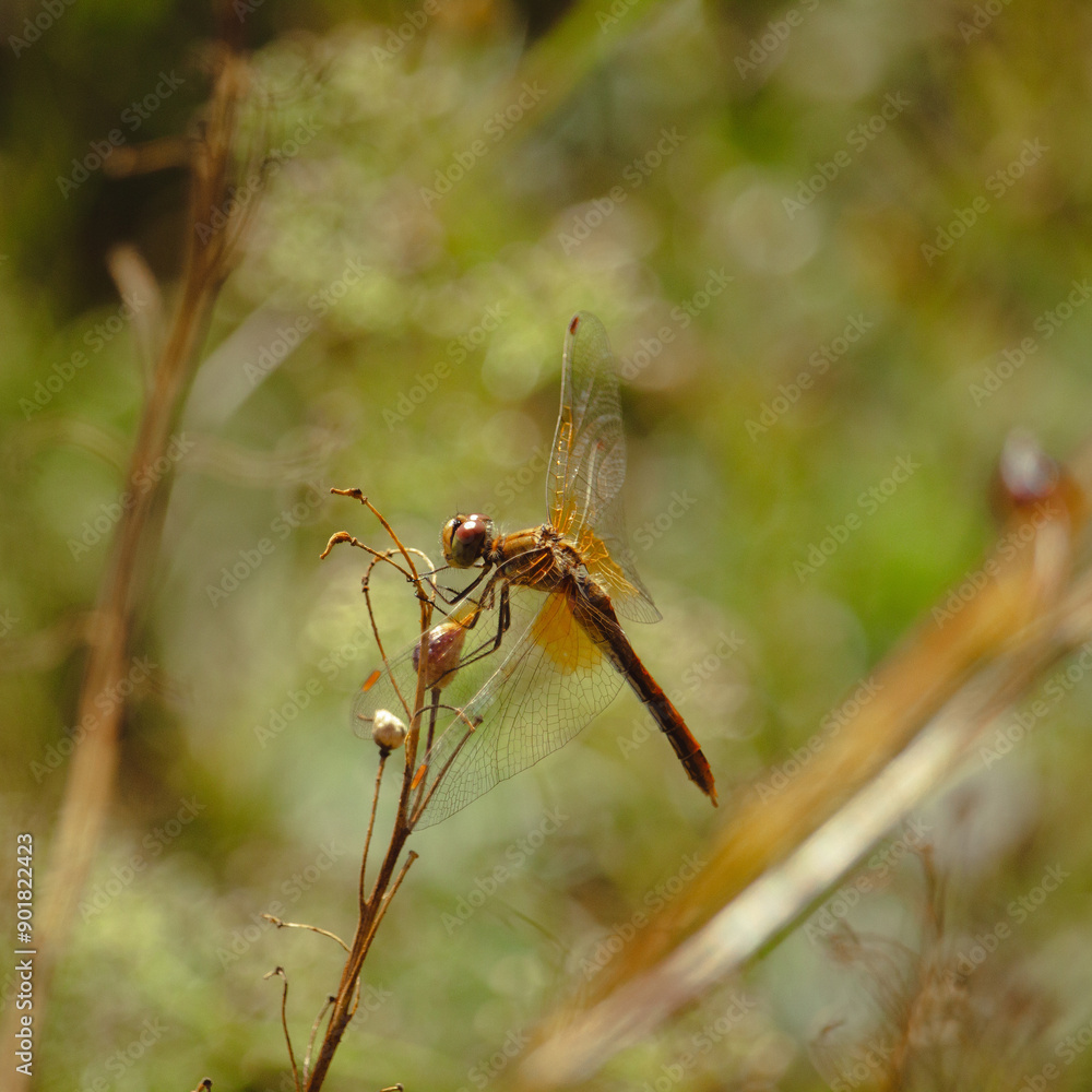 Dragonfly and blur bokeh background Dragonfly and blur bokeh background