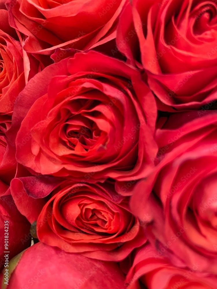red roses background red roses background