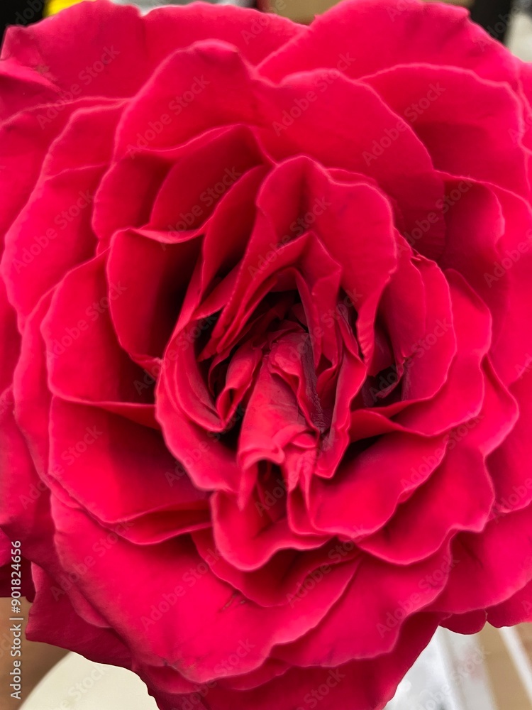 close up of red pink rose close up of red pink rose
