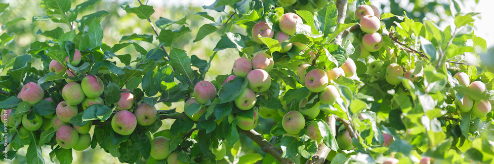 Close up of ripening apples hanging on tree in garden. Apple tree Close up of ripening apples hanging on tree in garden. Apple tree