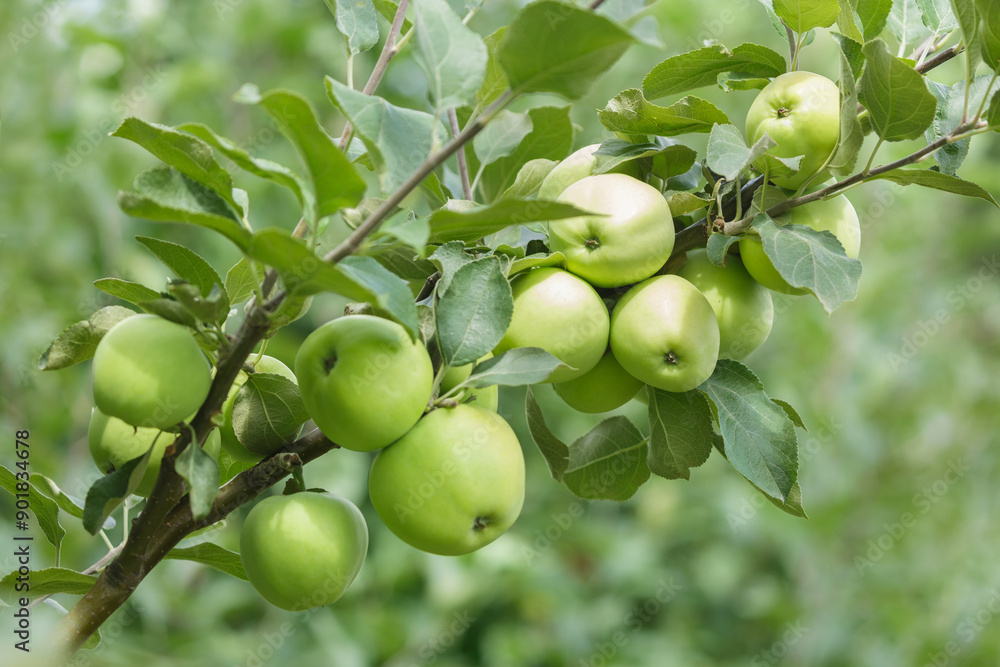 Ripening green apples hanging on tree in orchard garden on green background Ripening green apples hanging on tree in orchard garden on green background