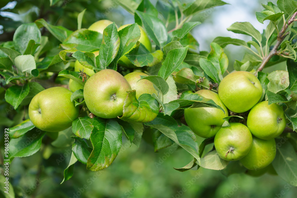 Ripening green apples hanging on tree in orchard garden Ripening green apples hanging on tree in orchard garden