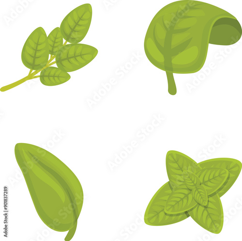 Basil plant icons set cartoon vector. Basil stem with green leaf. Healthy herbal plant