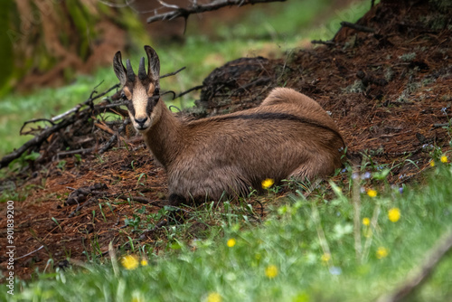 Obraz na płótnie Close up portrait of an Alpine chamois (Rupicapra rupicapra) lying in the thick of a coniferous forest among some yellow flowers, Wild mountain goat, Italian Alps, June, Horizontal. w salonie