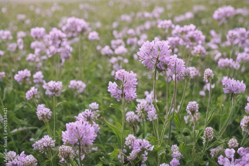Field of lavender flowers blooming in the summer sun, a picturesque scene of purple beauty Field of lavender flowers blooming in the summer sun, a picturesque scene of purple beauty