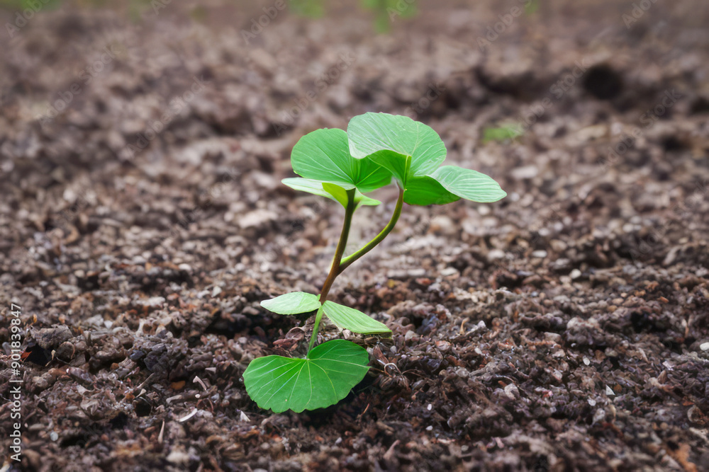 Sprouting seedling in fertile soil, a symbol of new life and growth in nature Sprouting seedling in fertile soil, a symbol of new life and growth in nature