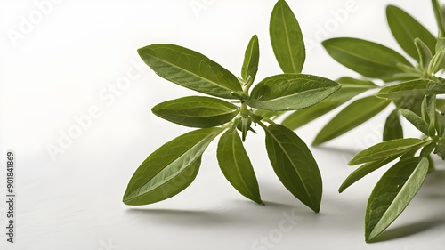 leaves on white background