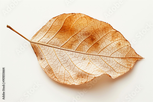 A close-up of a dried autumn leaf with intricate details, placed flat on a white background.