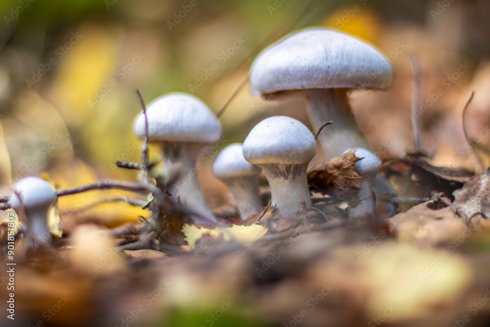 Mushrooms in nature, beautiful shot of a sunny day in the forest. amal Sweden Mushrooms in nature, beautiful shot of a sunny day in the forest. amal Sweden
