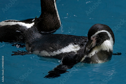 Humboldt penguin swimming in the pool

 photo