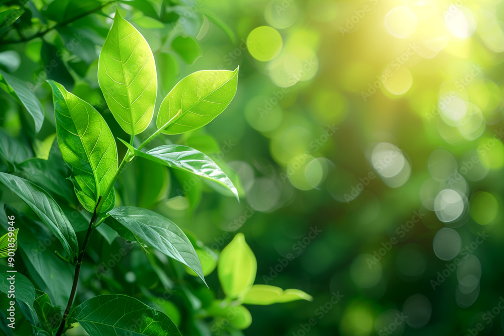 A leafy green plant with a bright sun shining on it A leafy green plant with a bright sun shining on it