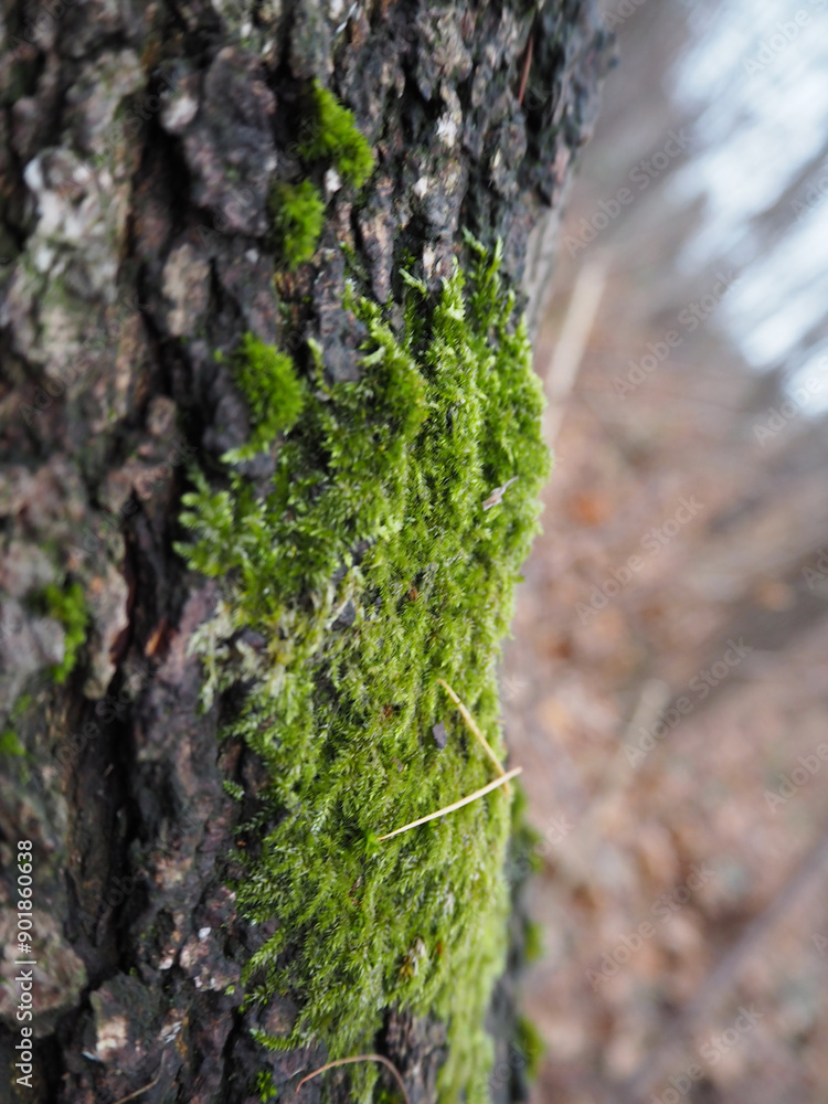 moss moss