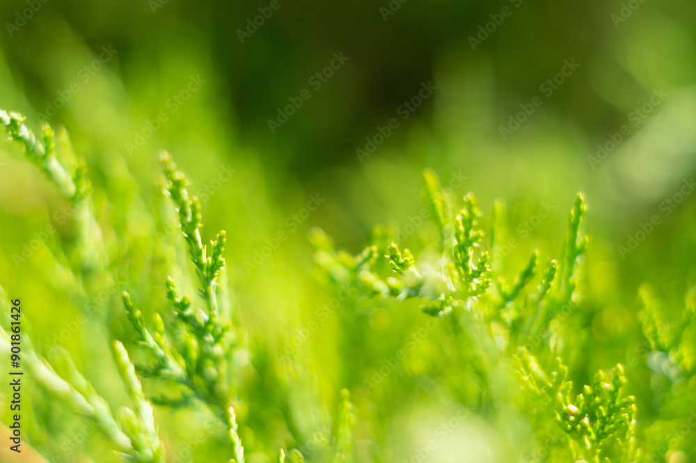 Beautiful japanese cypress leaf in the forest. Beautiful japanese cypress leaf in the forest.