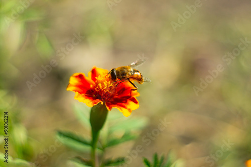 A bee, anthophila, collects pollen from an aloe flower. a macro photo of a small insect found on a flower