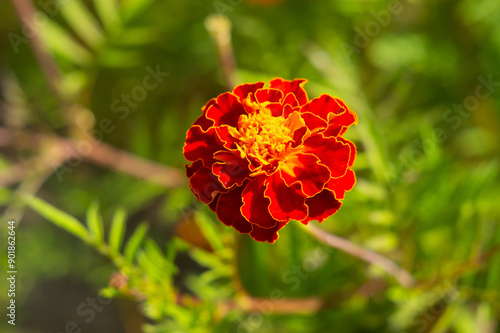 tagetes patula durango red marigold. photo