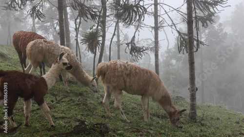 Lhamas alimento plantas, cercadas por vegetação e nuvens photo