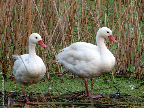 Coscoroba coscoroba- Coscoroba Swan 