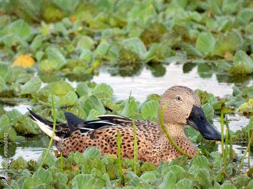 Spatula platalea - 	Red Shoveler