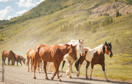 Wild Horses on Road