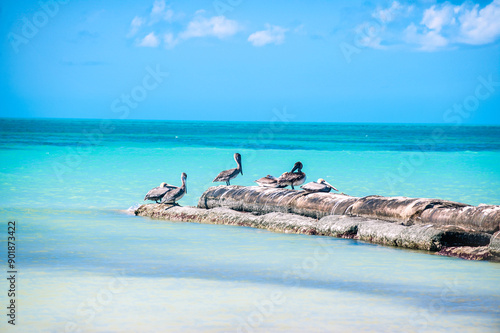 A group of pelicans resting on a rock formation in the clear, turquoise waters under a bright blue sky. The scene captures the calm and beauty of coastal wildlife