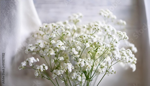 Gypsophila Baby breath flowers light airy masses of small white flowers on white textured background Shallow depth of field Selective focus