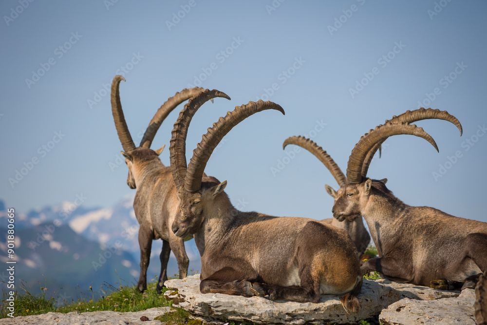 Group of Capricorns igh in the mountain Group of Capricorns igh in the mountain