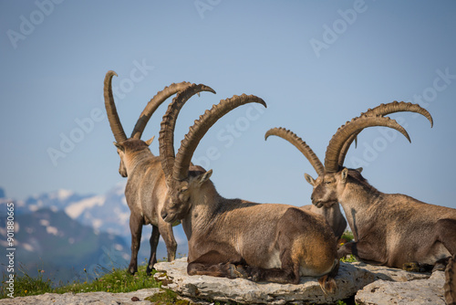 Group of Capricorns igh in the mountain