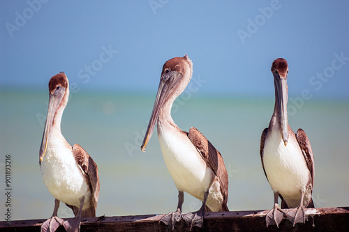 Photography Three pelicans perched on a wooden beam, with a backdrop of turquoise water and a clear blue sky