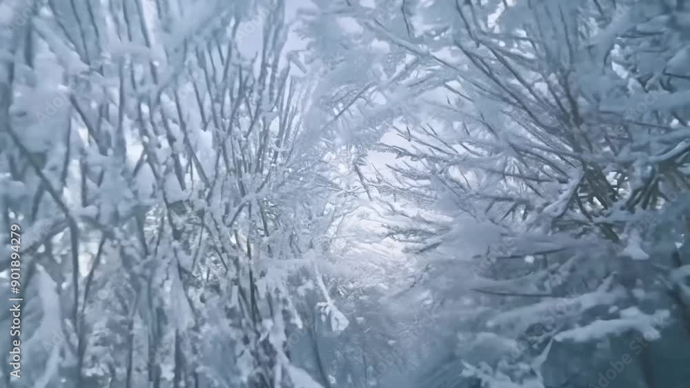 snow covered branches snow covered branches