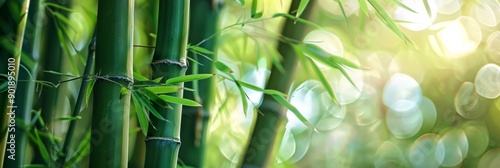 A serene image of bamboo stalks in a lush forest with a soft, sunlit background. The scene evokes calmness, peace, and tranquility, symbolizing growth, resilience, and natural beauty.