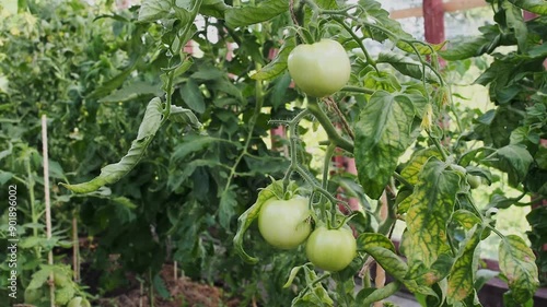 Wallpaper Mural Green tomato on the tomato plant. Tomato farm Torontodigital.ca