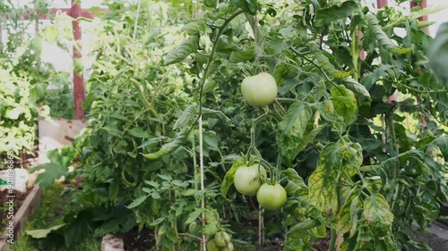 Wallpaper Mural Green tomato on the tomato plant. Tomato farm Torontodigital.ca