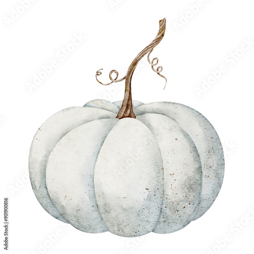 Watercolor Illustration of White Pumpkin with Stem and Curling Vines. Botanical Hand Drawn Art for Autumn Decor and Harvest Greeting cards on isolated background. Drawing of Gourd for Halloween. photo