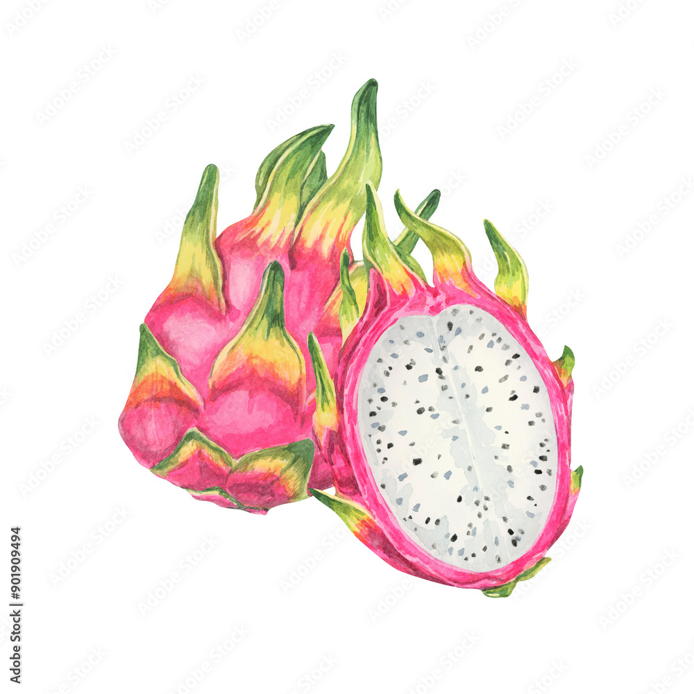 Pitaya watercolor clipart depicting whole pink dragon fruits, one sliced open to show the inner white flesh speckled with black seeds. Great for kitchen decor, food labels, and educational materials Pitaya watercolor clipart depicting whole pink dragon fruits, one sliced open to show the inner white flesh speckled with black seeds. Great for kitchen decor, food labels, and educational materials