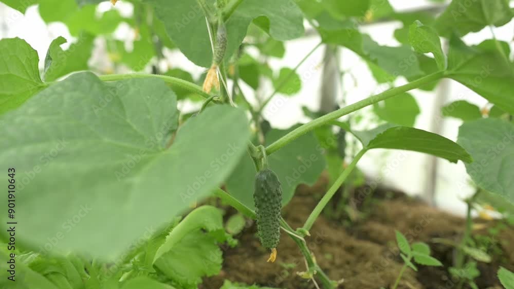 A close-up shot of a young cucumber growing on the vine in a greenhouse. The cucumber plant is surrounded by lush green leaves and soil, indicating healthy growth. High quality 4k footage A close-up shot of a young cucumber growing on the vine in a greenhouse. The cucumber plant is surrounded by lush green leaves and soil, indicating healthy growth. High quality 4k footage