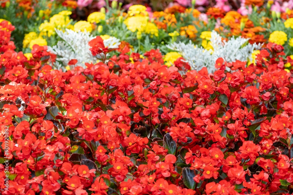 Vibrant Flower Garden with Red and Yellow Blooms Vibrant Flower Garden with Red and Yellow Blooms