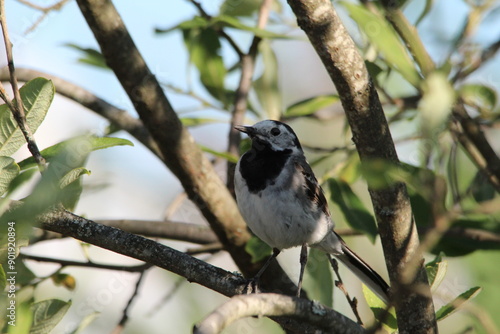 Wagtail in a tree