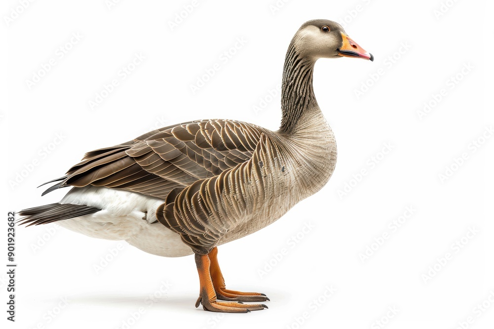 Greylag goose standing on white background Greylag goose standing on white background
