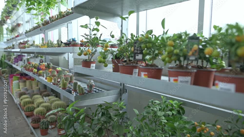 An assortment of potted plants, including citrus trees, cacti, and succulents, displayed on shelves in a garden center scene captures the variety and vibrancy of indoor plants available for purchase. An assortment of potted plants, including citrus trees, cacti, and succulents, displayed on shelves in a garden center scene captures the variety and vibrancy of indoor plants available for purchase.