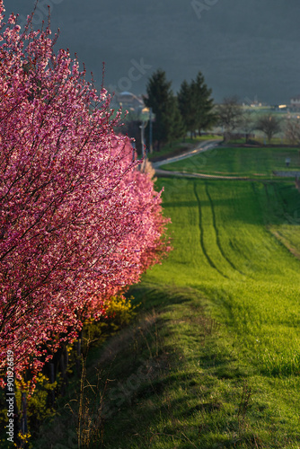 Berkenye, Hungary - Blooming pink wild plum trees and green grass at sunset by the village of Berkenye on a sunny spring afternoon