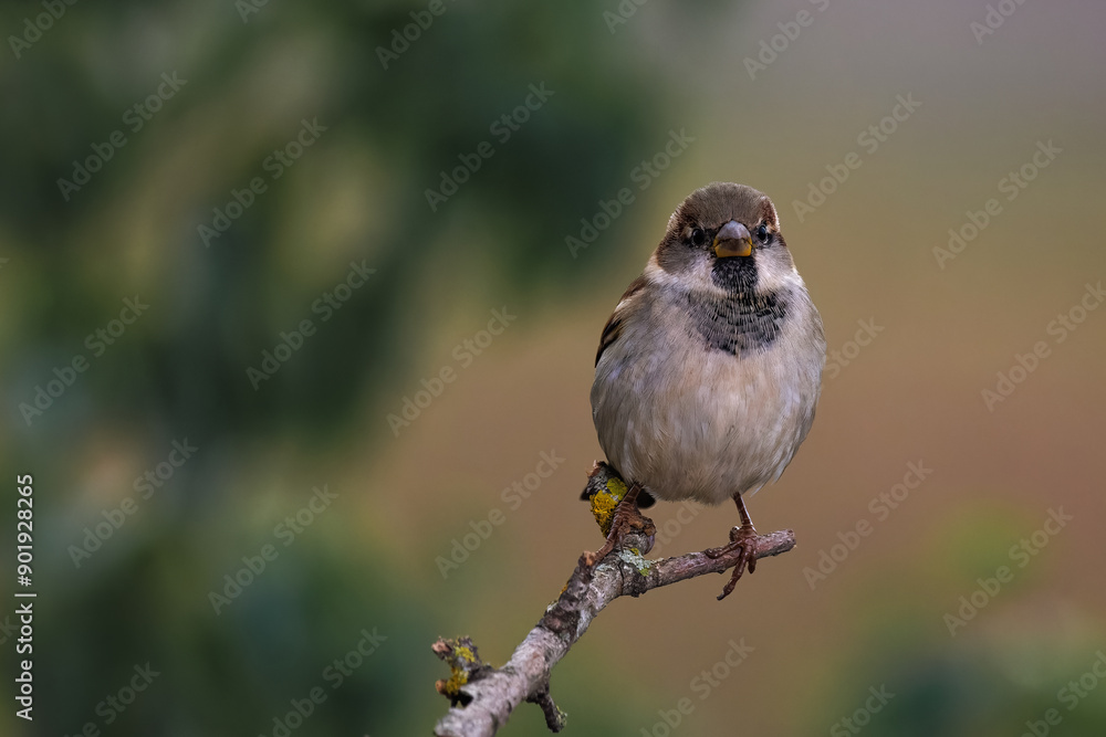 Fototapeta premium House Sparrow (Passer domesticus). Bird in its natural environment.