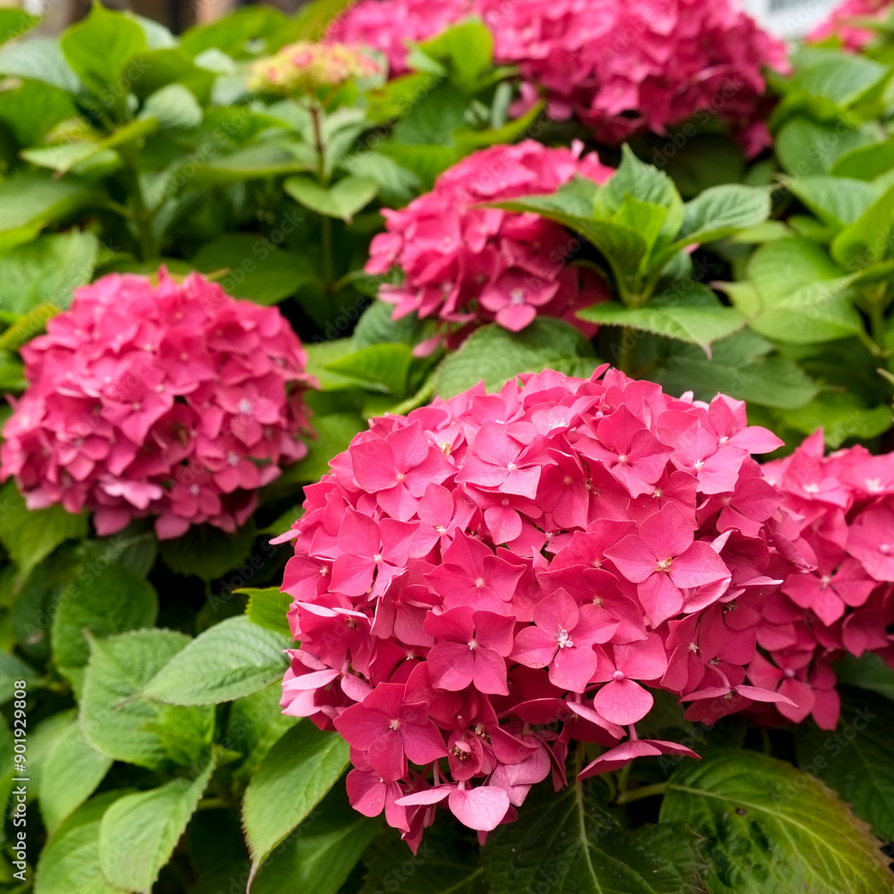 London, England, Great Britain. Hot pink hydrangea flowers London, England, Great Britain. Hot pink hydrangea flowers