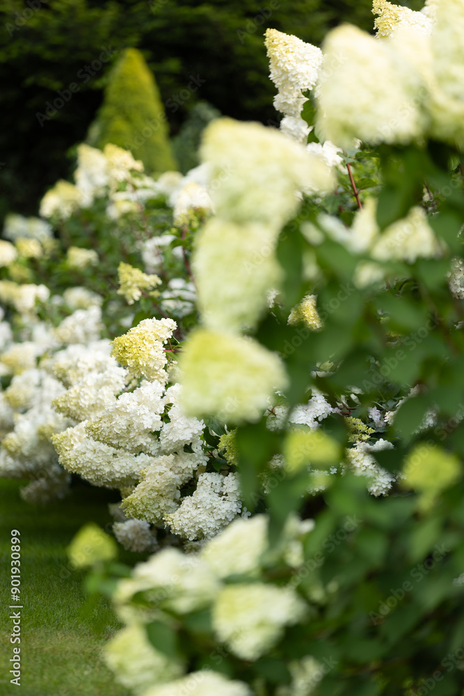 Hermoso ramo de flores de hortensias Vanille Fraise en el jardín de la casa de verano, colores brillantes, papel tapiz floral, fondo para el diseño