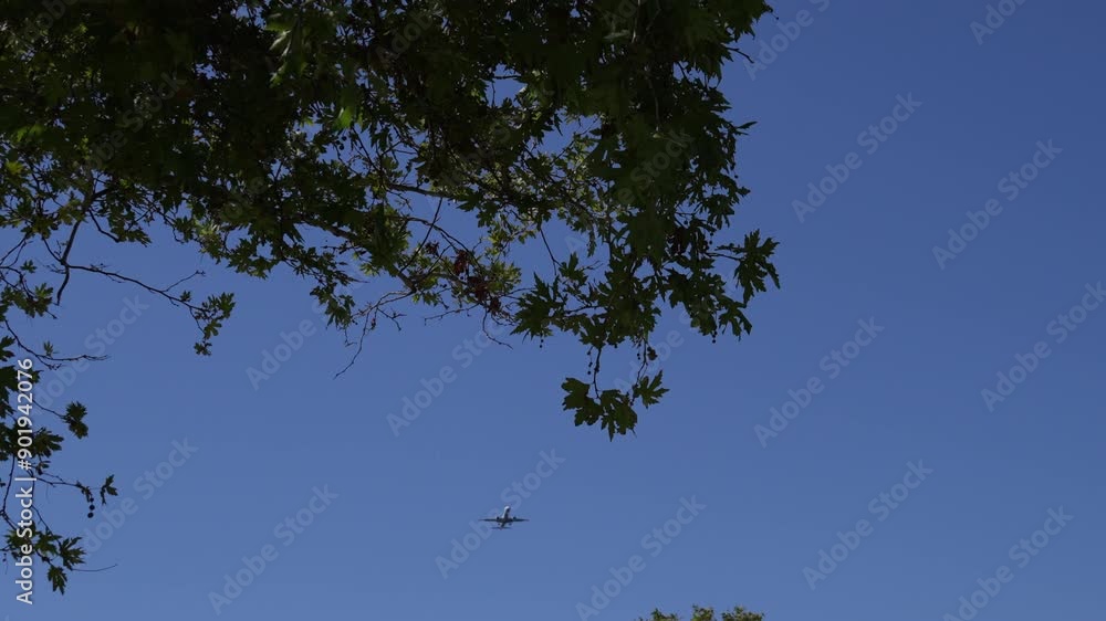 Airplane flying overhead passing trees Airplane flying overhead passing trees