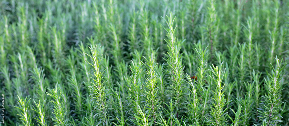 Rosemary plant, Fresh herb in the garden Rosemary plant, Fresh herb in the garden