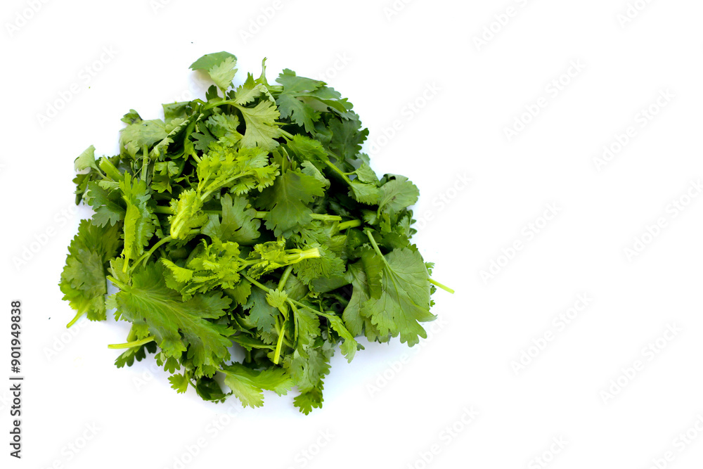 Fresh organic coriander, vegetables and herbs Fresh organic coriander, vegetables and herbs
