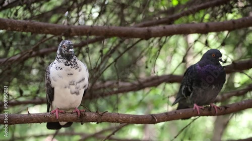 The pigeons are sitting on a tree branch, hiding from the sun.