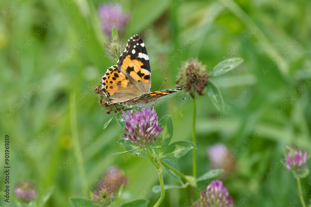 Painted Lady (Vanessa Cardui) Butterfly perched on pink flower in Zurich, Switzerland Painted Lady (Vanessa Cardui) Butterfly perched on pink flower in Zurich, Switzerland