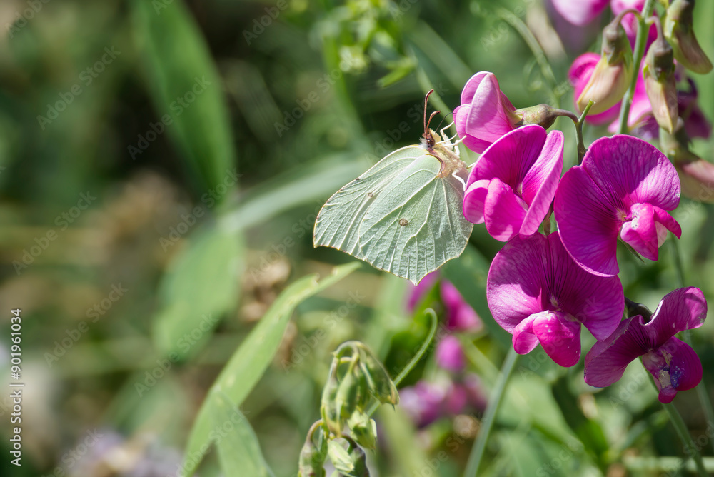 Common brimstone butterfly (Gonepteryx rhamni) sitting on a pink flower in Zurich, Switzerland Common brimstone butterfly (Gonepteryx rhamni) sitting on a pink flower in Zurich, Switzerland