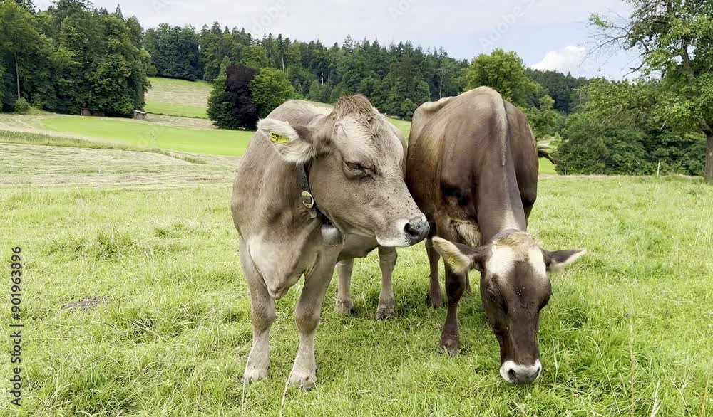 cows graze on the green meadows of Switzerland cows graze on the green meadows of Switzerland